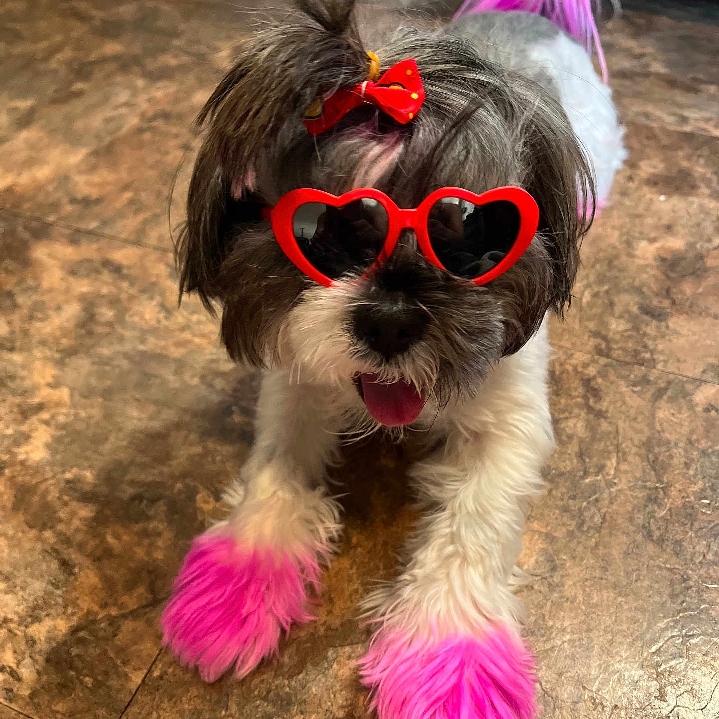 Pebbles is registered to the contest to win money with this photo: accessory, adorable, animal, colorful, cute, dog, fashion, floor, funny, fur, heart_shaped_sunglasses, indoor, pet, pink_paws, pink_tail_tip, playful, portrait, red_bow, small_dog, tongue_out