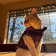 Dojo is registered to the contest to win money with this photo: cat, indoor, sunlight, window, vest, table, pet, feline, cozy, warm_light, shadow, greenery, home, cute, animal, portrait, side_view, sitting, domestic_animal, relaxed