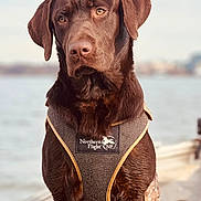 Zeus joined the competition — help win amazing prizes! dog, labrador_retriever, chocolate_labrador, pet, animal, harness, northern_flight, outdoor, water, lake, river, portrait, close_up, brown, fur, canine, sitting, calm, nature, daytime