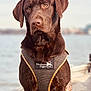dog, labrador_retriever, chocolate_labrador, pet, animal, harness, northern_flight, outdoor, water, lake, river, portrait, close_up, brown, fur, canine, sitting, calm, nature, daytime