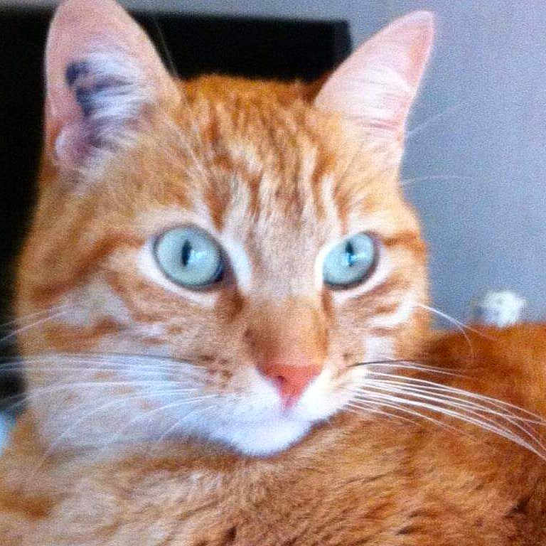 Mimi a rejoint le concours — aidez-le/la à gagner de superbes lots ! abyssinian, angora, animal, cat, citrusfruit, food, fruit, kitten, manx, orange, pet, plant, produce, siamese