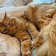 Sunny is registered to the contest to win money with this photo: cat, orange_cat, fluffy, fur, pet, animal, bed, bedding, cozy, relaxed, sleepy, nap, cute, indoor, feline, whiskers, paws, tail, close_up, soft