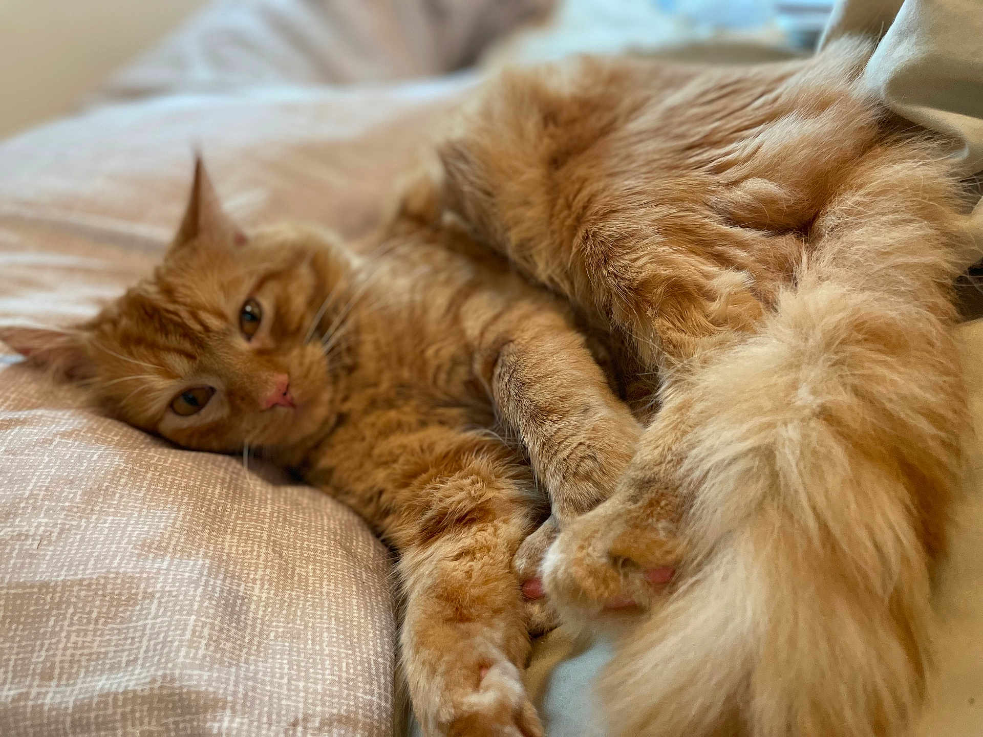 Sunny is registered to the contest to win money with this photo: cat, orange_cat, fluffy, fur, pet, animal, bed, bedding, cozy, relaxed, sleepy, nap, cute, indoor, feline, whiskers, paws, tail, close_up, soft