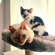 Vanille Et Milou a rejoint le concours — aidez-le/la à gagner de superbes lots ! cat, cats, pet, feline, animal, indoor, cozy, cat_tree, curtain, window, resting, fur, whiskers, ears, cute, two_animals, domestic, mammal, relaxed, soft_light