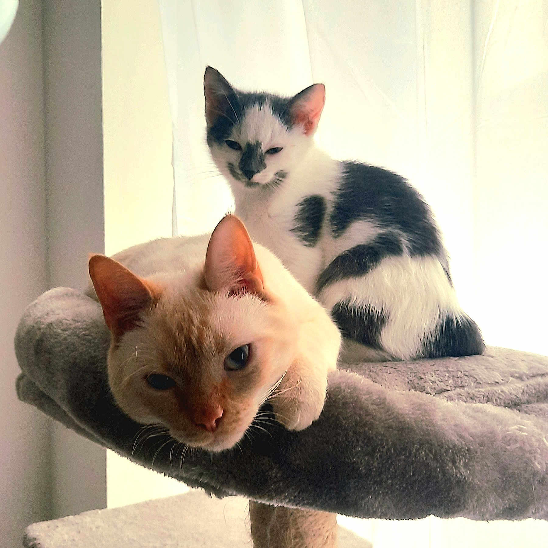 Vanille Et Milou a rejoint le concours — aidez-le/la à gagner de superbes lots ! cat, cats, pet, feline, animal, indoor, cozy, cat_tree, curtain, window, resting, fur, whiskers, ears, cute, two_animals, domestic, mammal, relaxed, soft_light
