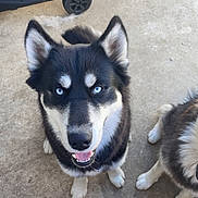 Beast joined the competition — help win amazing prizes! dog, husky, blue_eyes, pet, animal, outdoor, concrete, happy, smiling, fur, ears, face, canine, looking_up, collar, pavement, companion, playful, two_dogs, walking_shoes