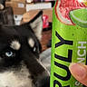 Beast is registered to the contest to win money with this photo: dog, husky, blue_eyes, can, beverage, hand, indoor, blurred_background, furniture, box, television, person_on_tv, citrus, drink, couch, relaxing, pet, curious, closeup, animal