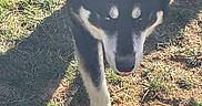 Beast is registered to the contest to win money with this photo: dog, canine, black_and_white, walking, grass, outdoor, sunlight, shadow, tongue_out, pet, animal, nature, daylight, mammal, fur, paw, head, ears, nose, close_up