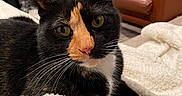 Moana Aka Ducky joined the competition — help win amazing prizes! animal, blanket, calico_cat, cat, close_up, comfort, couch, cozy, eyes, feline, fur, furniture, home, indoor, living_room, pet, portrait, relaxing, sitting, whiskers
