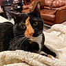 animal, blanket, calico_cat, cat, close_up, comfort, couch, cozy, eyes, feline, fur, furniture, home, indoor, living_room, pet, portrait, relaxing, sitting, whiskers