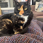 Moana Aka Ducky joined the competition — help win amazing prizes! animal, cat, companion, couch, cozy, domestic, fur, furniture, home, indoor, knit_blanket, living_room, pet, pillow, portrait, relaxed, resting, tortoiseshell_cat, whiskers, yellow_eyes