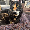 animal, cat, companion, couch, cozy, domestic, fur, furniture, home, indoor, knit_blanket, living_room, pet, pillow, portrait, relaxed, resting, tortoiseshell_cat, whiskers, yellow_eyes