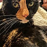 animal, cat, close_up, companion, cozy, cute, domestic_cat, feline, fur, green_eyes, house, indoor, mammal, pet, portrait, relaxing, resting, soft_texture, tortoiseshell_cat, whiskers