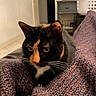 animal, blanket, cat, cozy, domestic, ears, face, floor, furniture, home, indoor, knit, laundry_basket, pet, resting, table, tortoiseshell_cat, wall, whiskers, wine_rack