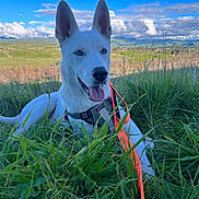 Rupert joined the competition — help win amazing prizes! blue_eyes, canine, clouds, daytime, dog, field, grass, greenery, happy, harness, leash, lying_down, mountains, nature, orange_leash, outdoor, pet, sky, sunny, white_dog