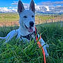 blue_eyes, canine, clouds, daytime, dog, field, grass, greenery, happy, harness, leash, lying_down, mountains, nature, orange_leash, outdoor, pet, sky, sunny, white_dog