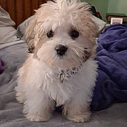 Kemper is registered to the contest to win money with this photo: puppy, dog, fluffy, bed, blanket, indoor, pet, cute, fur, collar, small_dog, animal, portrait, looking_at_camera, cozy, resting, domestic, young, adorable, companion
