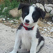O'Falsy a rejoint le concours — aidez-le/la à gagner de superbes lots ! puppy, dog, black_and_white, collar, sitting, outdoor, grass, rocks, tree_trunk, curious, pet, young_dog, animal, nature, ground, playful, fur, canine, portrait, head_tilt