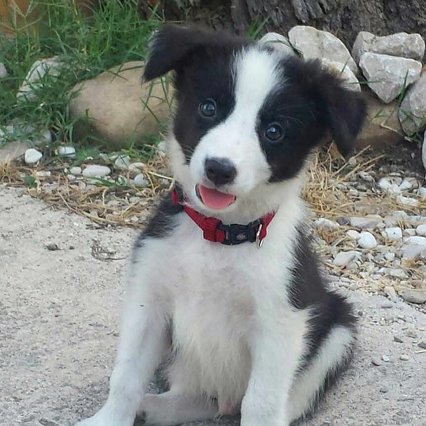 O'Falsy a rejoint le concours — aidez-le/la à gagner de superbes lots ! puppy, dog, black_and_white, collar, sitting, outdoor, grass, rocks, tree_trunk, curious, pet, young_dog, animal, nature, ground, playful, fur, canine, portrait, head_tilt