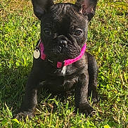Assya a rejoint le concours — aidez-le/la à gagner de superbes lots ! dog, puppy, french_bulldog, grass, outdoor, pet, animal, collar, black_coat, sunlight, ears, cute, young, sitting, nature, greenery, adorable, fur, small, playful