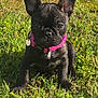 dog, puppy, french_bulldog, grass, outdoor, pet, animal, collar, black_coat, sunlight, ears, cute, young, sitting, nature, greenery, adorable, fur, small, playful