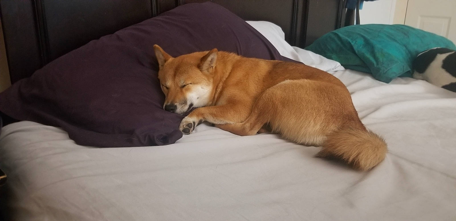 Autumn is registered to the contest to win money with this photo: canidae, carnivore, comfort, companion_dog, couch, dog, dog_breed, dog_supply, fawn, flooring, fur, hardwood, linens, room, snout, sporting_group, tail, whiskers, wood, working_animal