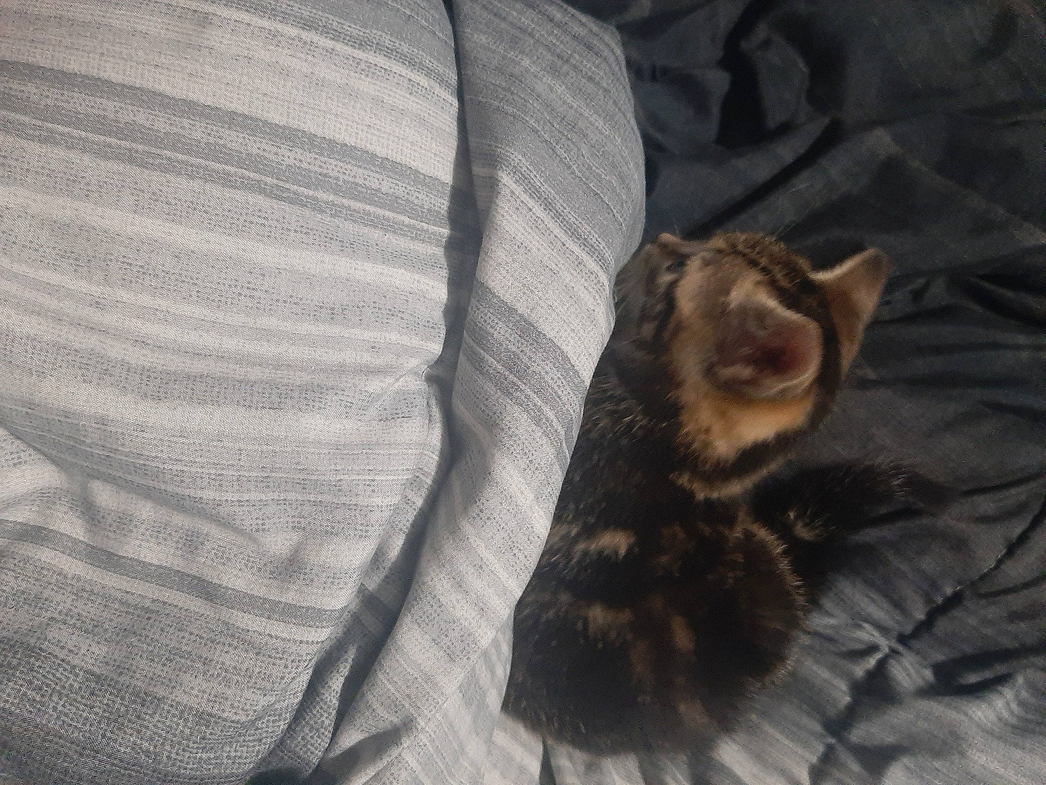 Autumn joined the competition — help win amazing prizes! bedding, blanket, carnivore, cat, claw, comfort, domestic_short_haired_cat, felidae, fur, grey, linens, nap, pattern, paw, sleeve, small_to_medium_sized_cats, tail, terrestrial_animal, whiskers, wood