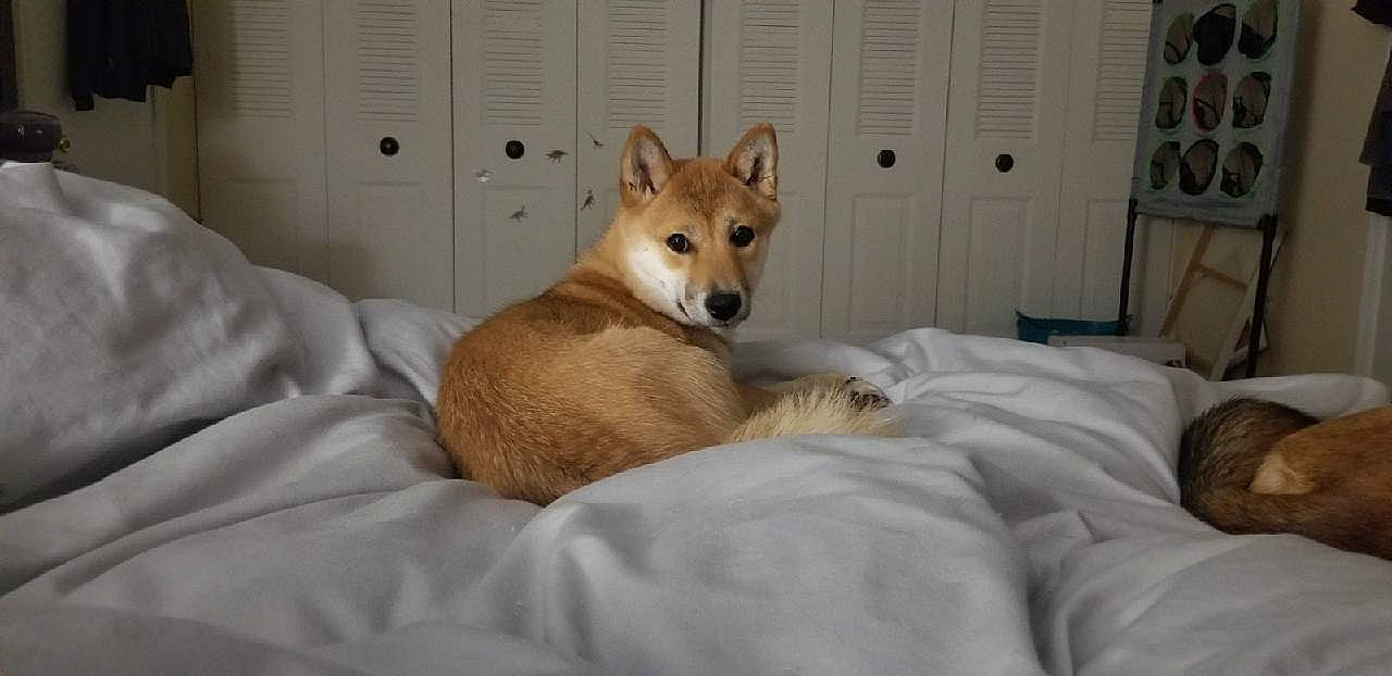 Autumn is registered to the contest to win money with this photo: bed, canidae, carnivore, comfort, companion_dog, dog, dog_breed, door, fawn, felidae, fur, light_switch, linens, room, snout, spitz, tail, terrestrial_animal, whiskers, wildlife