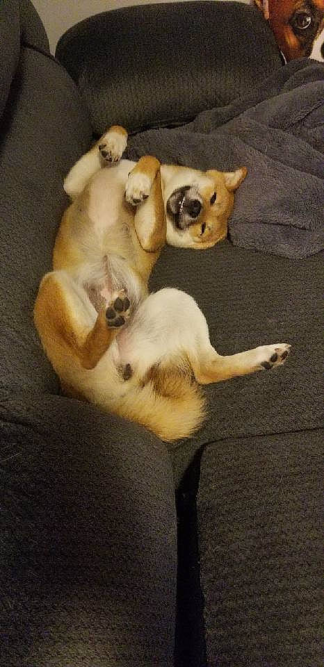 Autumn joined the competition — help win amazing prizes! canidae, carnivore, comfort, companion_dog, dog, dog_breed, fawn, felidae, fur, linens, paw, siamese, small_to_medium_sized_cats, snout, sporting_group, tail, toy_dog, watch, whiskers, working_animal