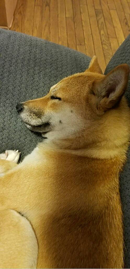 Autumn is registered to the contest to win money with this photo: ancient_dog_breeds, canidae, canis, carnivore, companion_dog, dog, dog_breed, fawn, fur, non_sporting_group, snout, spitz, sporting_group, tail, terrestrial_animal, whiskers, wildlife, working_animal, working_dog