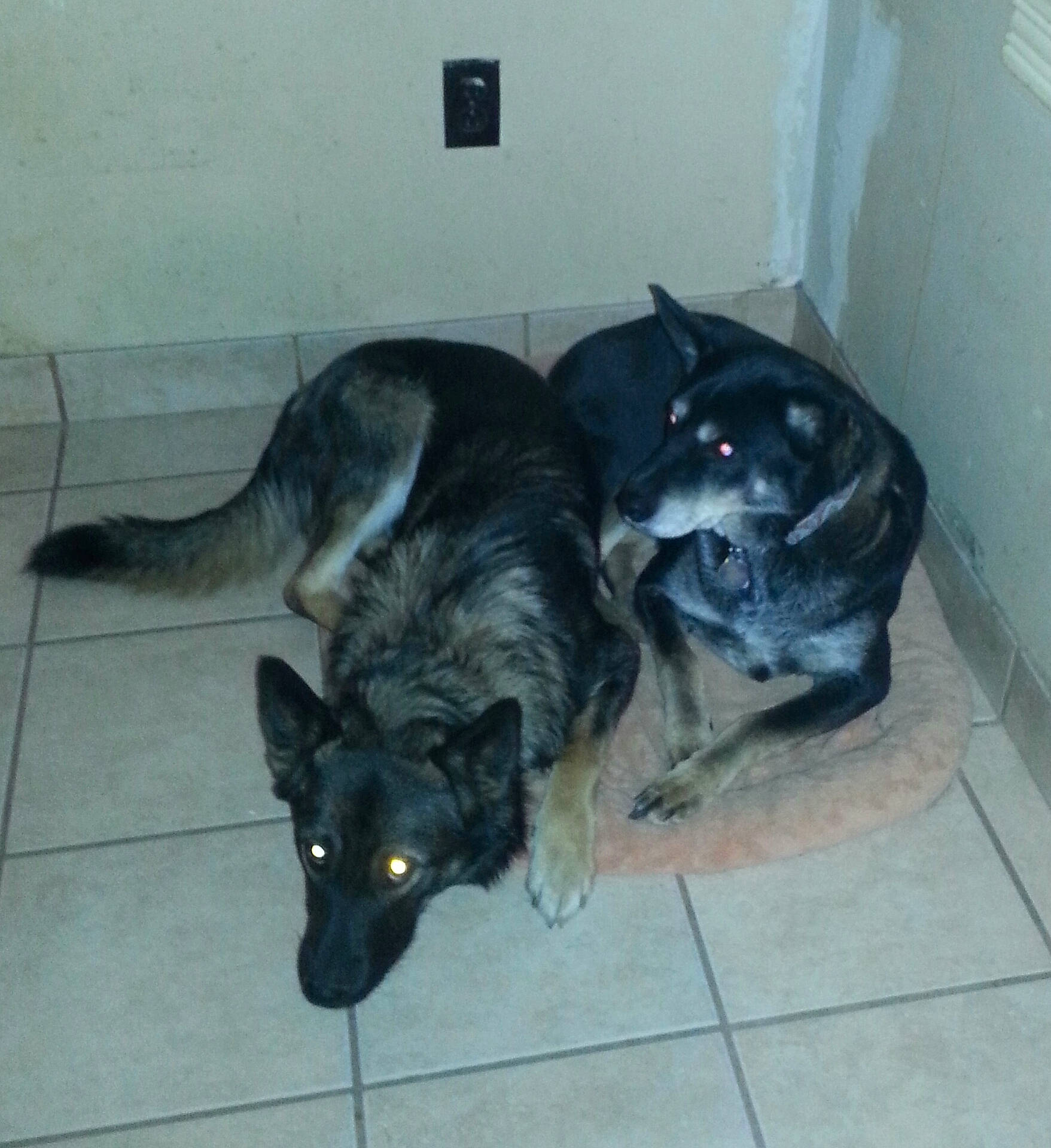 Thor is registered to the contest to win money with this photo: black_cat, carnivore, comfort, companion_dog, dog, dog_breed, domestic_short_haired_cat, felidae, floor, flooring, fur, mammal, small_to_medium_sized_cats, sporting_group, tail, vertebrate, whiskers, working_animal