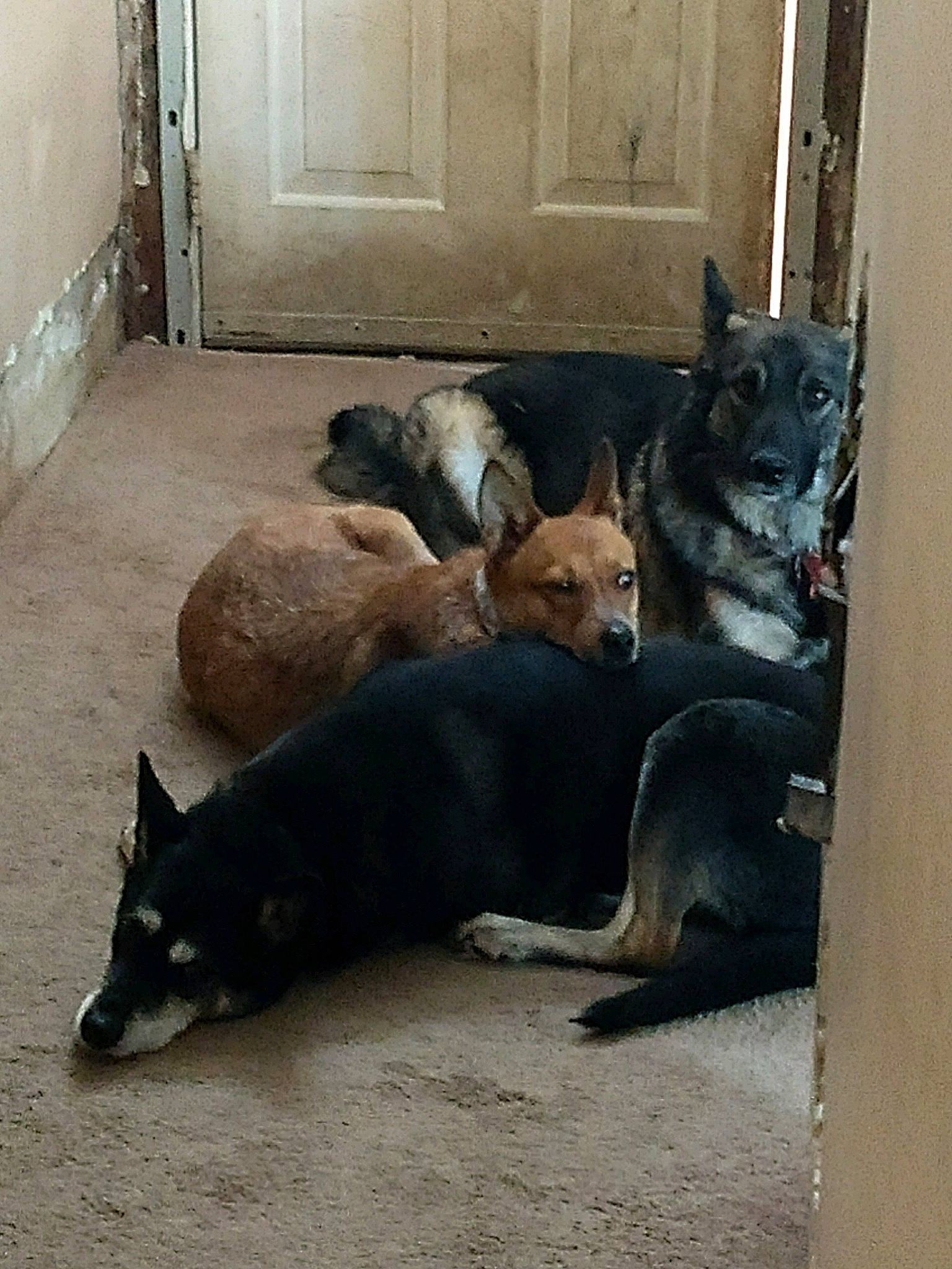 Thor is registered to the contest to win money with this photo: building, canidae, carnivore, comfort, companion_dog, dog, dog_breed, door, fawn, floor, flooring, grey, snout, sporting_group, tail, terrestrial_animal, wildlife, window, wood, working_dog