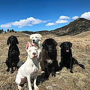 White Girl is registered to the contest to win money with this photo: dog, dogs, field, grass, mountain, blue_sky, clouds, outdoor, nature, portrait, group, sitting, white_dog, black_dog, canine, fluffy, ears, paws, landscape, trail