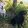 dog, dogs, white_dog, black_dog, smiling_dog, panting, tongue_out, wildflowers, purple_flowers, grass, shrub, tree_trunk, rocks, hillside, outdoor, nature, sunny, companionship, pet, happy