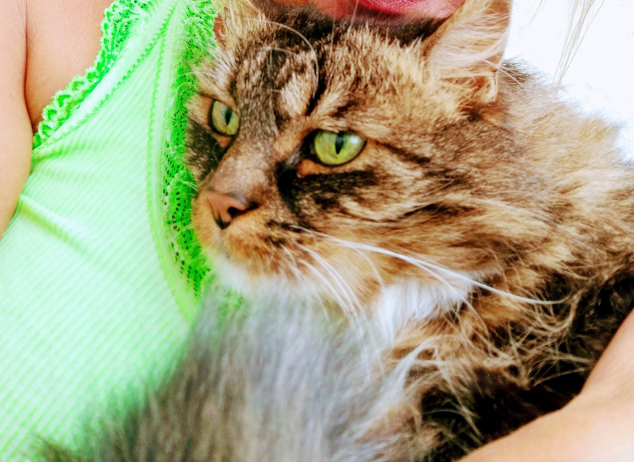 Emy a rejoint le concours — aidez-le/la à gagner de superbes lots ! active_tank, brown_hair, carnivore, cat, domestic_short_haired_cat, eye, felidae, fur, grass, happy, maine_coon, siberian, sleeveless_shirt, small_to_medium_sized_cats, snout, terrestrial_animal, whiskers, wildlife