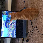 Kaya a rejoint le concours — aidez-le/la à gagner de superbes lots !