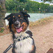 Waka a rejoint le concours — aidez-le/la à gagner de superbes lots ! dog, leash, outdoor, nature, river, trees, happy, pet, animal, fur, collar, path, bench, grass, canine, walk, summer, sky, park, tongue
