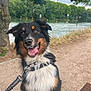 dog, leash, outdoor, nature, river, trees, happy, pet, animal, fur, collar, path, bench, grass, canine, walk, summer, sky, park, tongue