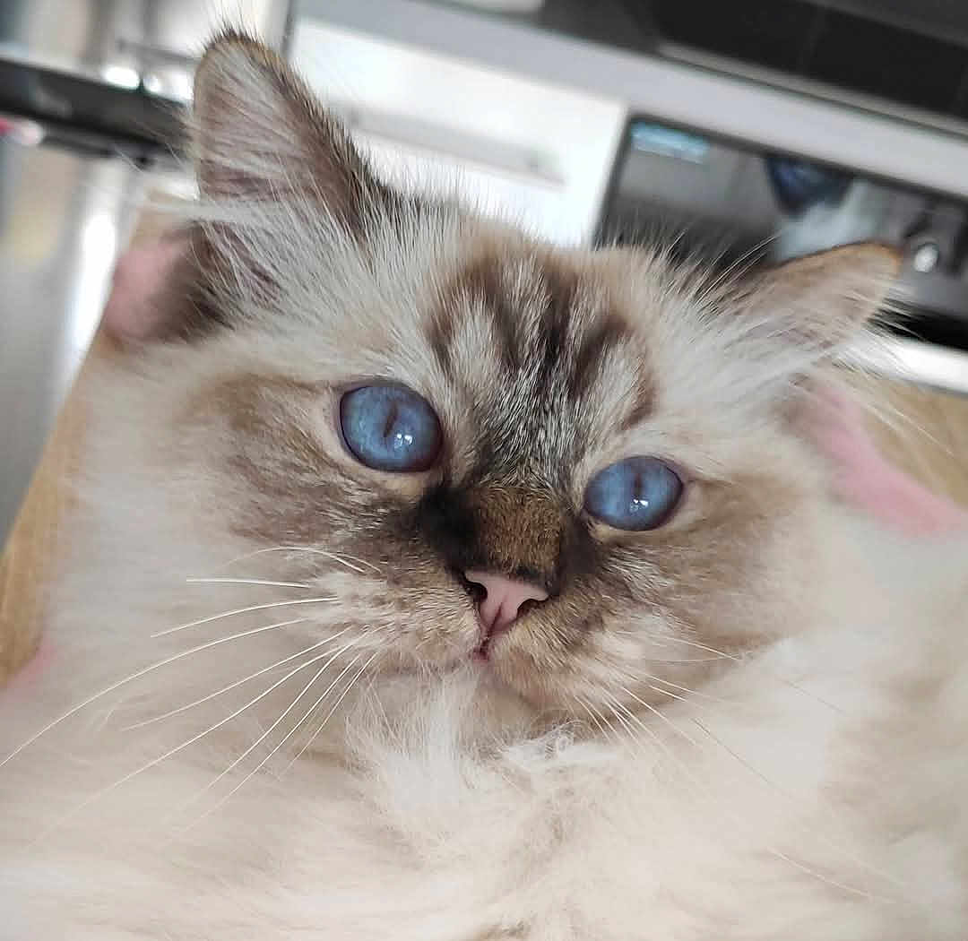 Oscar participe au concours pour gagner de l'argent avec cette photo : cat, blue_eyes, fluffy, close_up, whiskers, indoor, pet, feline, soft_fur, domestic_cat, cute, animal, portrait, kitchen, household, mammal, face, ears, nose, relaxed