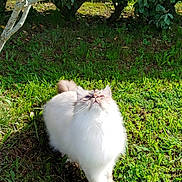 Oscar a rejoint le concours — aidez-le/la à gagner de superbes lots ! cat, fluffy, white, gray, grass, greenery, tree_branch, bushes, outdoor, sunlight, nature, curious, pet, animal, mammal, looking_up, garden, daylight, fur, whiskers