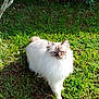 Oscar participe au concours pour gagner de l'argent avec cette photo : cat, fluffy, white_fur, blue_eyes, grass, outdoor, sunlight, garden, greenery, nature, animal, pet, walking, daylight, bushes, shadows, fur, cute, mammal, small_animal