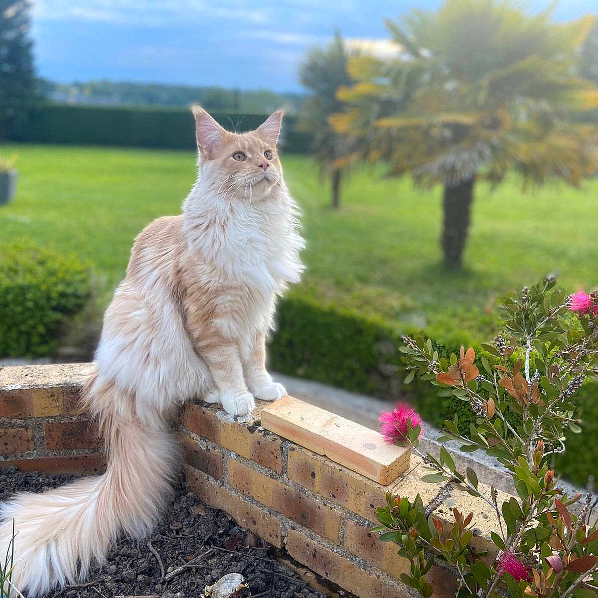 Romy a rejoint le concours — aidez-le/la à gagner de superbes lots ! animal, backyard, brick_wall, cat, cream_fur, daylight, ears, flowers, fluffy, garden, greenery, lawn, long_hair, outdoors, palm_tree, pet, portrait, sitting, tail, whiskers