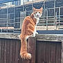 Jinx is registered to the contest to win money with this photo: animal, building, cat, construction_site, curious, daylight, fence, fluffy, looking_back, nature, orange_cat, outdoor, pet, quiet, scaffolding, sitting, tail, urban, white_cat, wooden_fence