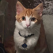 Jinx joined the competition — help win amazing prizes! animal, cat, close_up, collar, curious, cute, domestic_cat, feline, fur, indoor, looking_at_camera, orange_cat, pet, portrait, sitting, soft_light, tag, whiskers, white_cat, wide_eyes