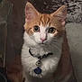 animal, cat, close_up, collar, curious, cute, domestic_cat, feline, fur, indoor, looking_at_camera, orange_cat, pet, portrait, sitting, soft_light, tag, whiskers, white_cat, wide_eyes