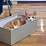 animal, box, cardboard_box, cat, curious, cute, domestic_animal, ears, feline, flooring, fur, indoor, looking, orange_cat, pet, relaxed, sitting, whiskers, white_cat, wooden_floor