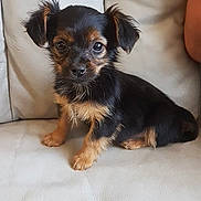 Onyxia participe au concours pour gagner de l'argent avec cette photo : carnivoran, chinese_imperial_dog, companion_dog, dog, dog_breed, dog_breed_group, dog_like_mammal, morkie, puppy, russkiy_toy, small_terrier, terrier, toy_dog, vertebrate, vulnerable_native_breeds, yorkshire_terrier