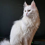 Leonie a rejoint le concours — aidez-le/la à gagner de superbes lots ! cat, white_cat, fluffy, long_hair, pet, animal, sitting, indoor, wooden_surface, portrait, domestic_cat, feline, cute, whiskers, ears, tail, looking_away, calm, soft_light, background_blur