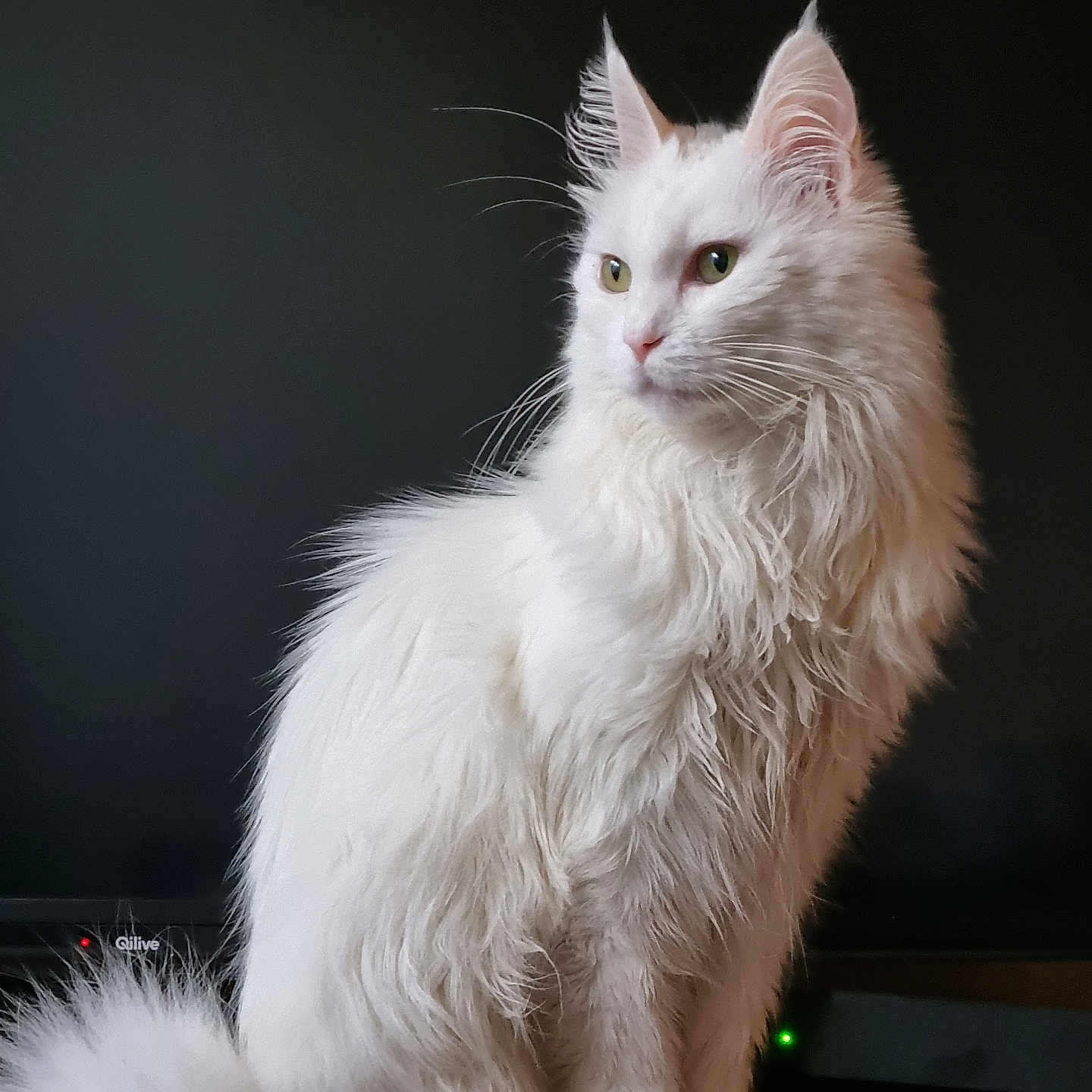 Leonie a rejoint le concours — aidez-le/la à gagner de superbes lots ! animal, background_blur, calm, cat, cute, domestic_cat, ears, feline, fluffy, indoor, long_hair, looking_away, pet, portrait, sitting, soft_light, tail, whiskers, white_cat, wooden_surface