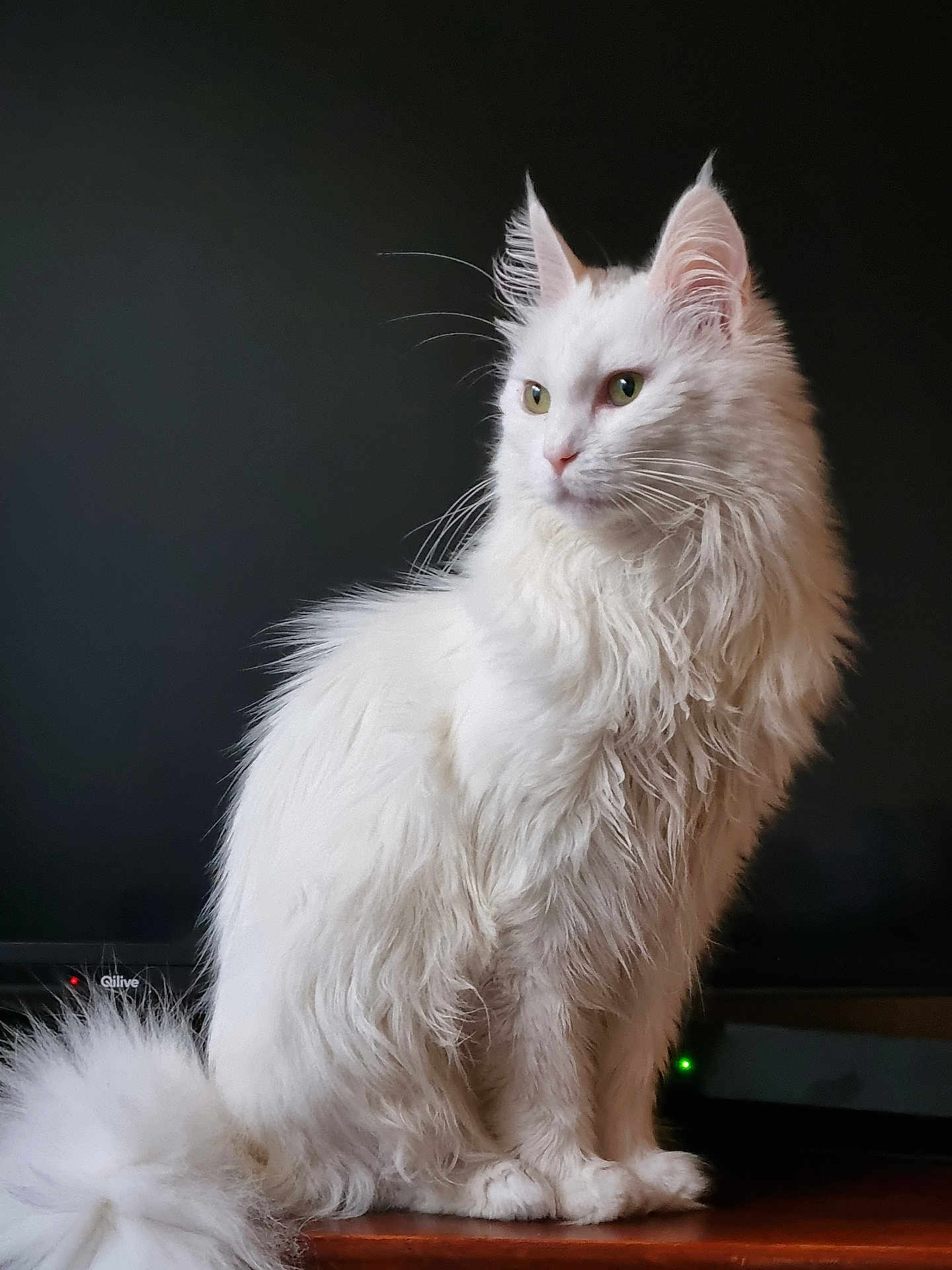 Leonie a rejoint le concours — aidez-le/la à gagner de superbes lots ! cat, white_cat, fluffy, long_hair, pet, animal, sitting, indoor, wooden_surface, portrait, domestic_cat, feline, cute, whiskers, ears, tail, looking_away, calm, soft_light, background_blur